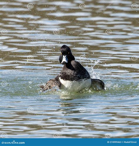 The Tufted Duck Aythya Fuligula A Diving Duck Spreading Its Wings On