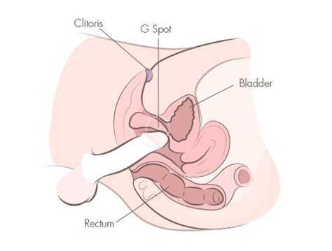 Diagram Of Clitoris And G Spot Excellent Porn