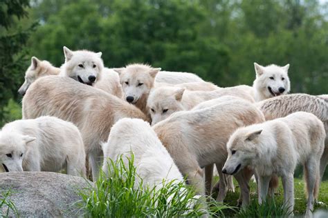 Arctic Wolf Pack Zoochat