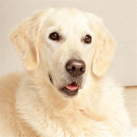 Golden Retriever Dog — Stock Photo © Ysbrand 10301184