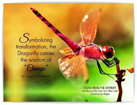 Pin By Debra Griffith On Signs From The Afterlife ♡♡♡♡ Dragonfly