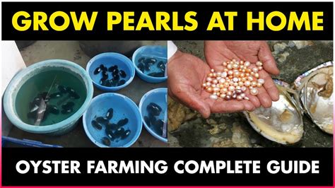 How To Grow Pearls At Home Oyster Farming At Home Youtube