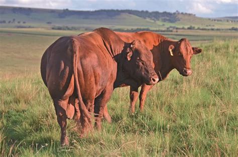 Cattle Production Get The Best From Your New Bull African Farming