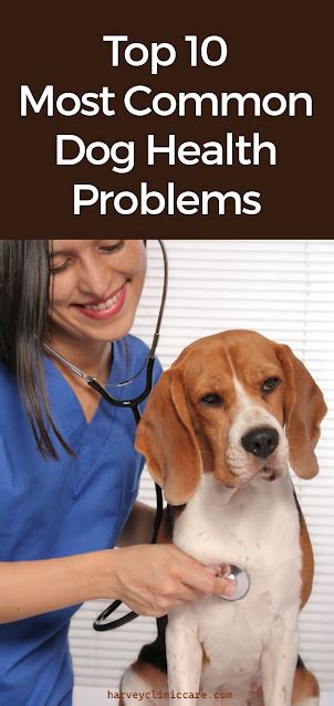 Top 10 Most Common Dog Health Problems Healthy Lifestyle