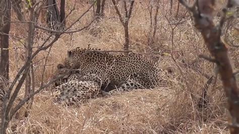 Leopard Kill Cheetah Leopard Attack On Cheetah Youtube