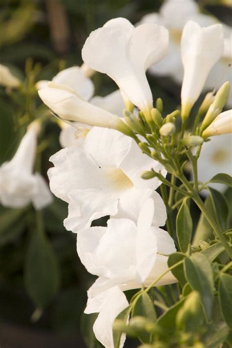 White Bower Vine Pandorea Jasminoides Lady Di Monrovia Plant