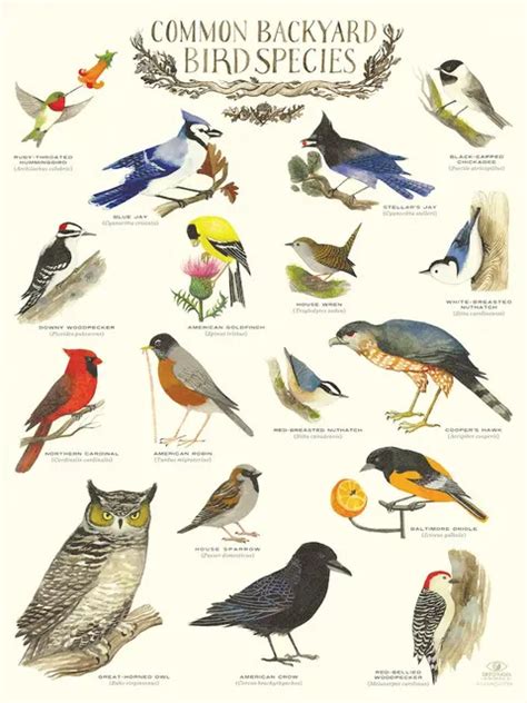 Child Education Common British Bird Species Vintage Retro Poster Canvas