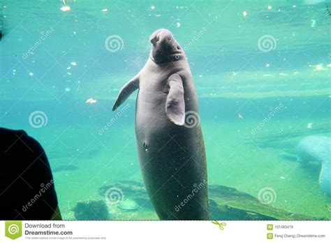 Manatee Is Swimming Stock Image Image Of Rock Cows 101483419