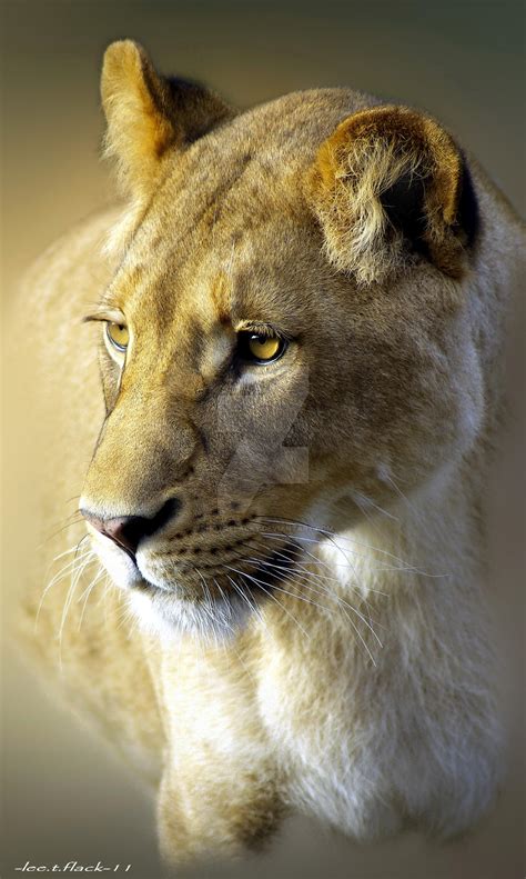 Lioness By Photoflacky On Deviantart