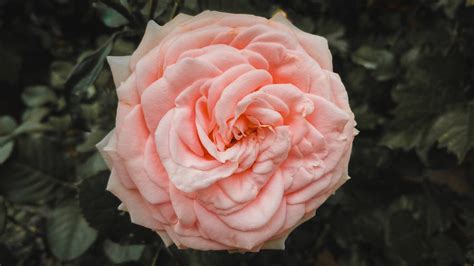Download Pink Full Bloom Rose Hd Wallpaper