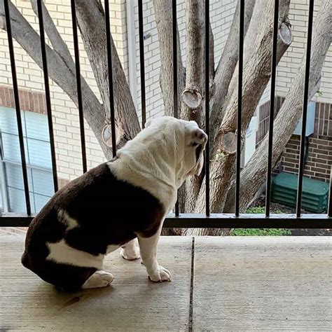 Can English Bulldogs Be Outside Dogs