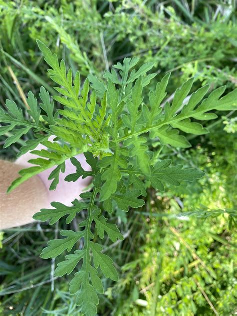Ragweed - Using Georgia Native Plants: Ragweed, not Goldenrod, is ...