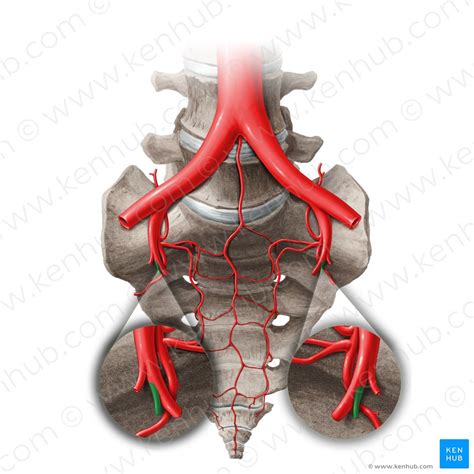 Obturator Artery Anatomy Branches Supply Kenhub