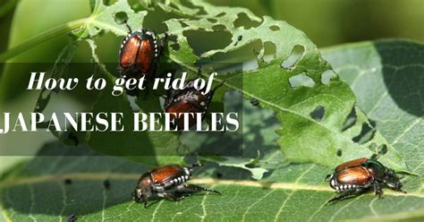 8 Simple Steps How To Get Rid Of Japanese Beetles Gardening Wizards