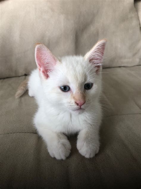Flame Point Siamese X Pretty Cats Oriental Shorthair Cats Kittens