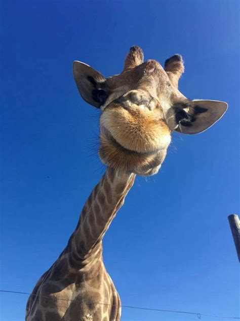 what awesome animals animals beautiful giraffe pictures
