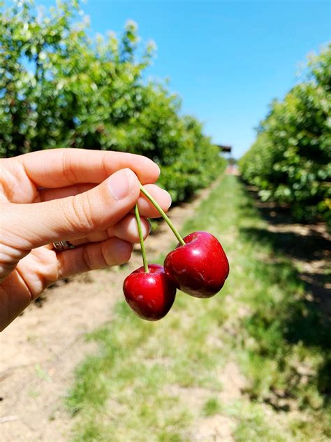 Cherry Picking In Brentwood A Passion And A Passport