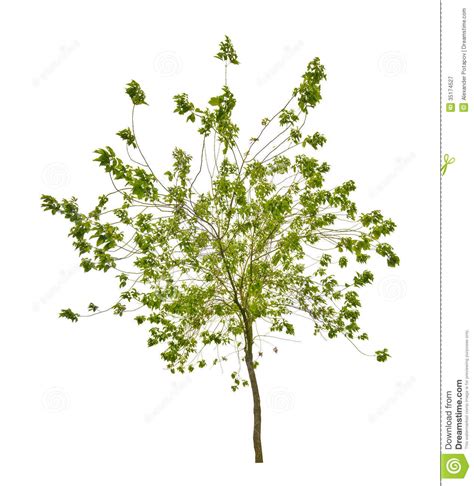 Isolated Small Tree With Green Leaves Stock Image Image