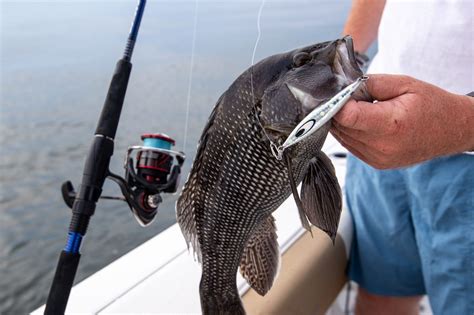 How To Catch Black Sea Bass On The Water