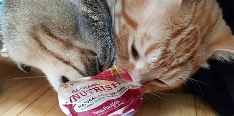 Cat trees, condos & scratchers. PURRfect Cat Food Storage And Feeding Schedule - Making ...