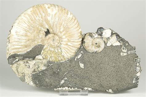 72 Cretaceous Ammonite Deshayesites Fossil Cluster Russia 207461 For Sale