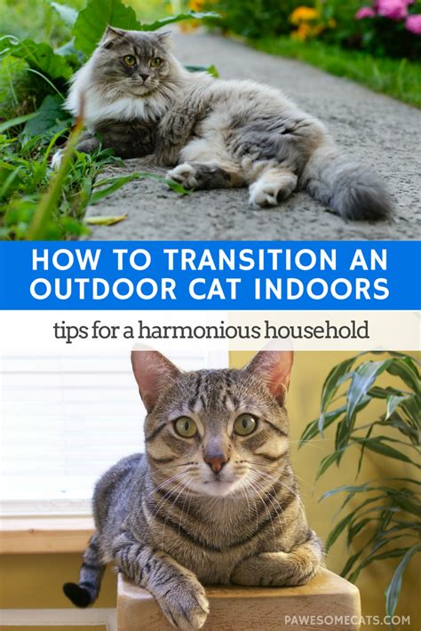 Feral and stray cats are often confused, but there are significant differences between them. How to Transition an Outdoor Cat to an Indoor Cat (With ...