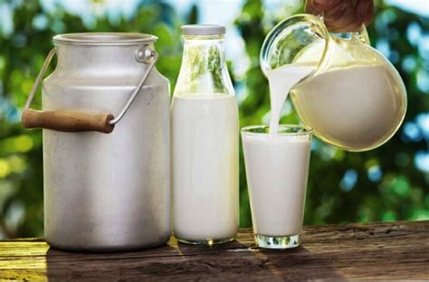 Agar Industri Susu Sapi Bisa Berkembang - Fakta News