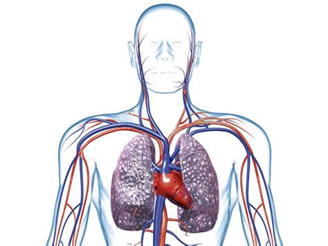 Cuerpo Humano Toda La Informaci N Del Sistema Circulatorio Y Un