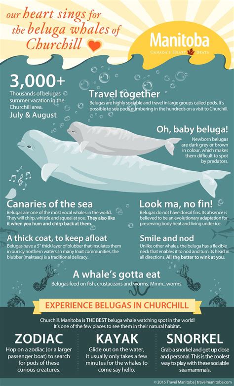 Everything You Need To Know About The Beluga Whales Of Churchill