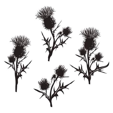 2579 Thistle Illustrations Royalty Free Vector Graphics And Clip Art
