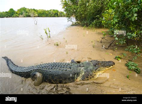 Brutus Es Un Famoso Cocodrilo De Agua Salada Crocodylus Porosus Río