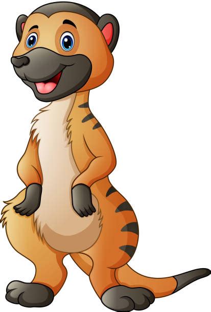 Best Cartoon Of A Mongoose Illustrations Royalty Free Vector Graphics