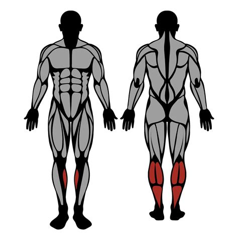 Heel Raise Muscles Worked And Technique Strengthlog