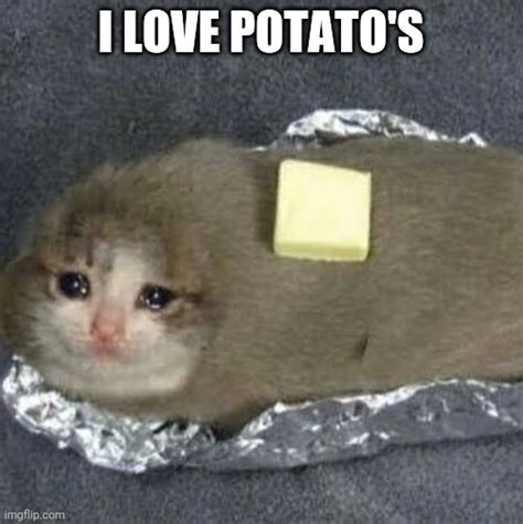 Image Tagged In Sad Potato Cat Imgflip