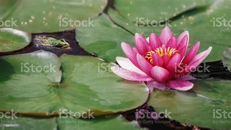 Beautiful Red Water Lily Lotus Flower And Green Leaves Stock Photo