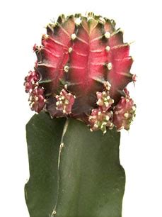 How tall a moon cactus grows depends on the type of cactus rootstock it was grafted to. Grafted Cactus(id:4380147) Product details - View Grafted ...