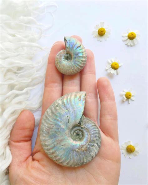 The Ammonite Is A Very Powerful Earth Healing Fossil Its Spiral Shape