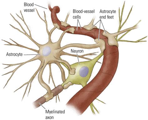 Distinguish the different blood vessels at the light and electron microscope levels, taking note of the diameter of the vessel lumen in relation to vessel wall thickness. The Limits of Current Neuroscience