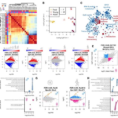 Cardiomyocytes Undergo Sex Specific Transcriptional Maturation During Download Scientific