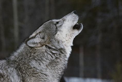 A Gray Wolf Canis Lupus Howling Photograph By Jim And Jamie Dutcher