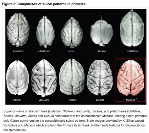 Brain Complexity Vs Brain Size In Primate Evolution