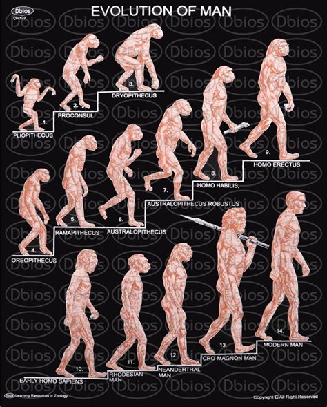 Ch 522 Evolution Of Man Dbios Charts