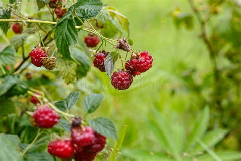 The Fruits Of Wild Raspberries Grow Among The Grass Mid Summer Stock