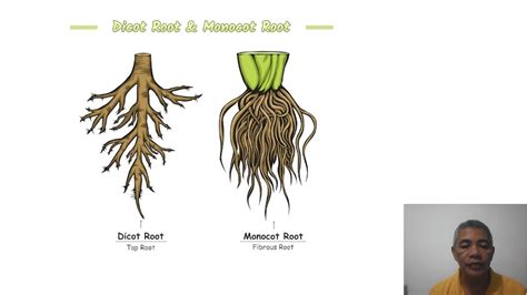 Monocot Vs Dicot Roots Key Differences Youtube
