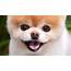 World’s Cutest Dog Boo The Pomeranian Dies Of ‘heartbreak’  Daily