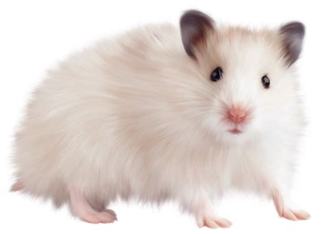Mouse Animal Free Png Image Png All Png All