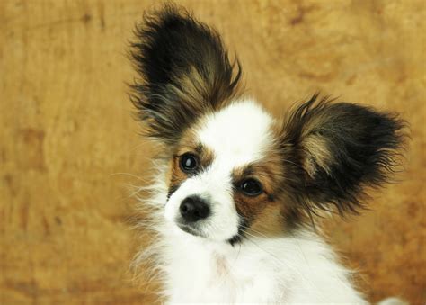 Papillon Dog Breed Information And Characteristics