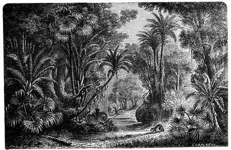 Antique Illustration Of Indian Jungle Wallpaper Wallsauce Uk