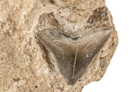 6 Fossil Crow Shark Squalicorax Tooth Kansas 208262 For Sale