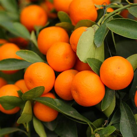 Calamansi | Calamondin Kumquat – Buy Now from Fruit Tree Cottage